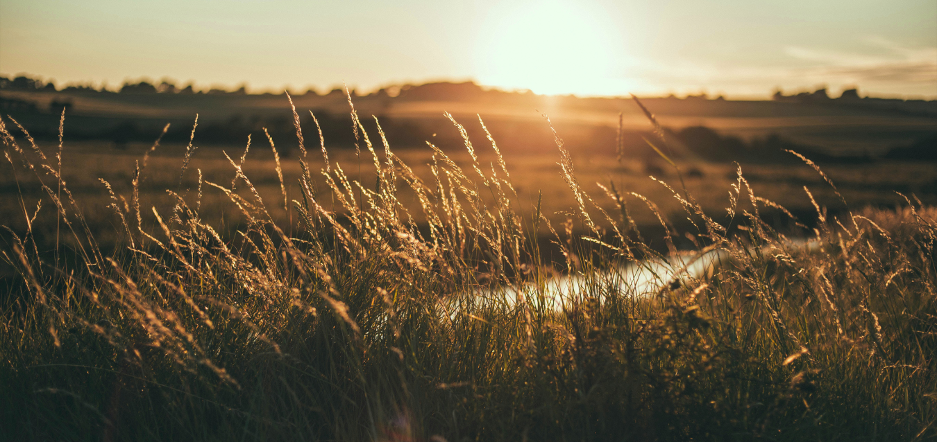 Champ de blé, couché de soleil